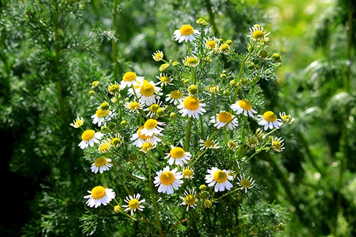 Organic Chamomile Roman Oil