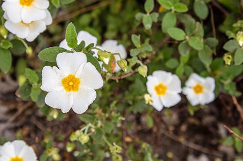 Organic Cistus Oil