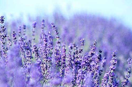 Organic Lavender Oil