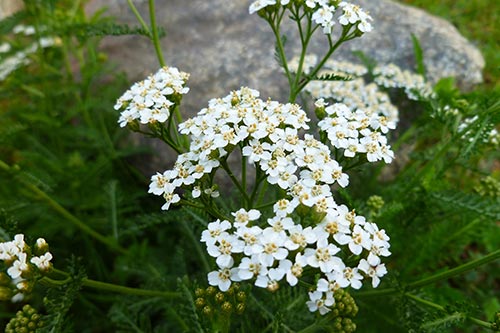 Organic Yarrow Oil